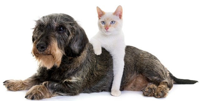 Сравнение страхования собак и кошек: что вам нужно знать