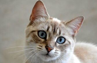 Стерилизация кошки: зачем, преимущества, недостатки