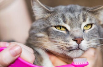 Стоит ли чистить кошке зубы?