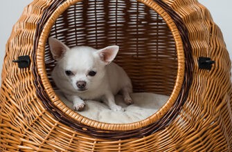 Стоит ли покупать комнатную конуру для собаки?
