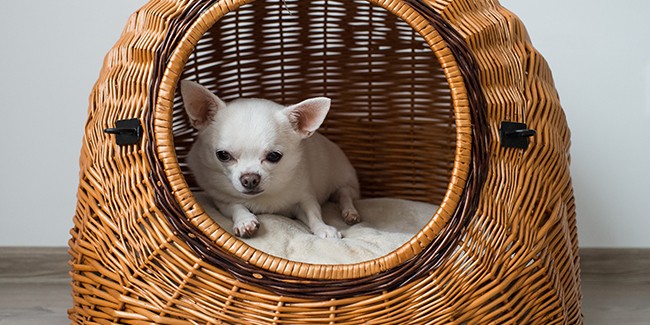 Стоит ли покупать комнатную конуру для собаки?