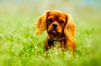 Страхование собак без годового лимита возмещения