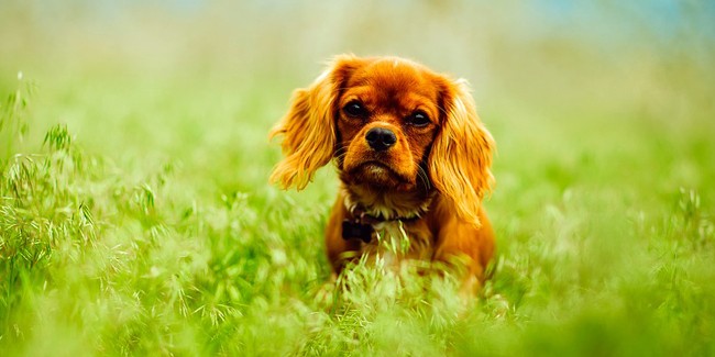 Страхование собак без годового лимита возмещения