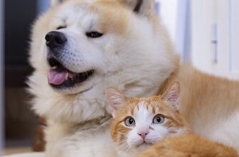 Страхование собак или кошек без потолка возмещения: возможно ли это?