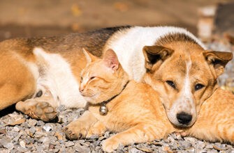 Страхование собак или кошек без прекращения действия договора
