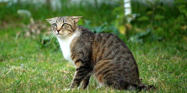 Стресс у кошек: как он проявляется?