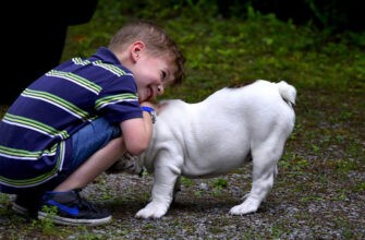 Топ-10 самых дружелюбных к детям пород собак