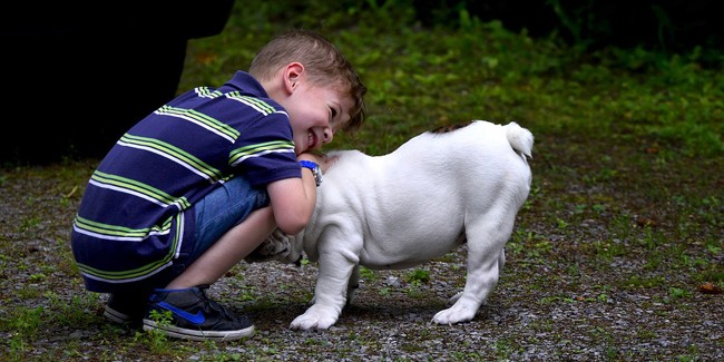 Топ-10 самых дружелюбных к детям пород собак