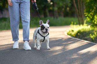 Выгуливать собаку без поводка: советы и рекомендации