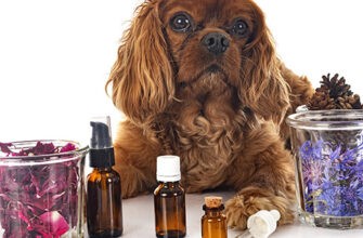 Зачем использовать эфирные масла для вашей собаки?