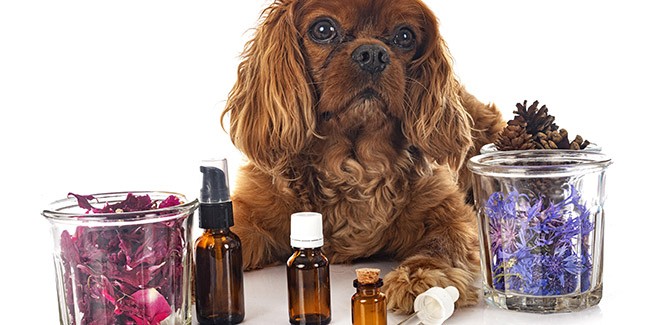 Зачем использовать эфирные масла для вашей собаки?