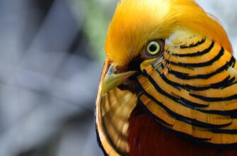 Золотой фазан, декоративная птица ярко-красного и золотого цветов.