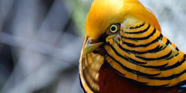 Золотой фазан, декоративная птица ярко-красного и золотого цветов.
