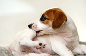 Зуд у собак: возможные причины, лечение