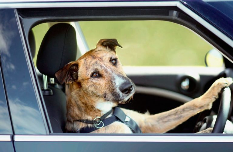 Как приучить собаку к езде в машине?