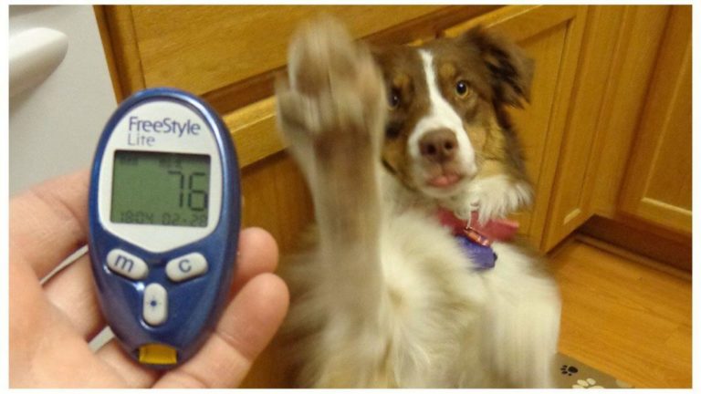Сахарный диабет у собак: причины, симптомы и профилактика