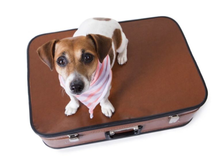 Идеальный чемодан для вашей собаки, чтобы отправиться в отпуск
