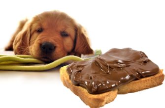 Отравление шоколадом у собак