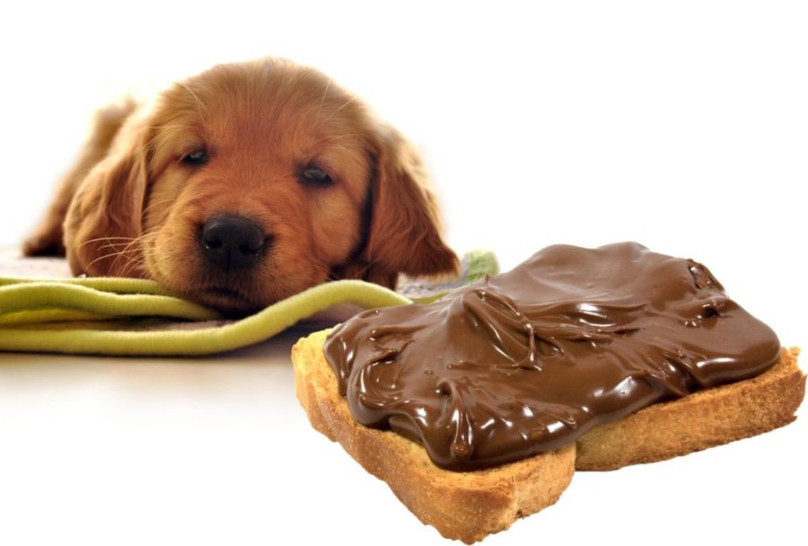 Отравление шоколадом у собак