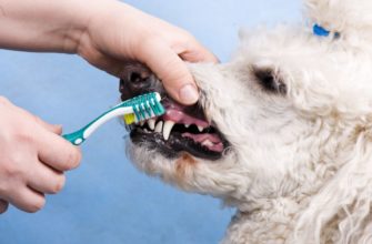 Как ухаживать за зубами вашей собаки