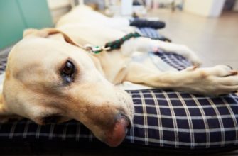 Остеосаркома у собак: причины, симптомы и лечение