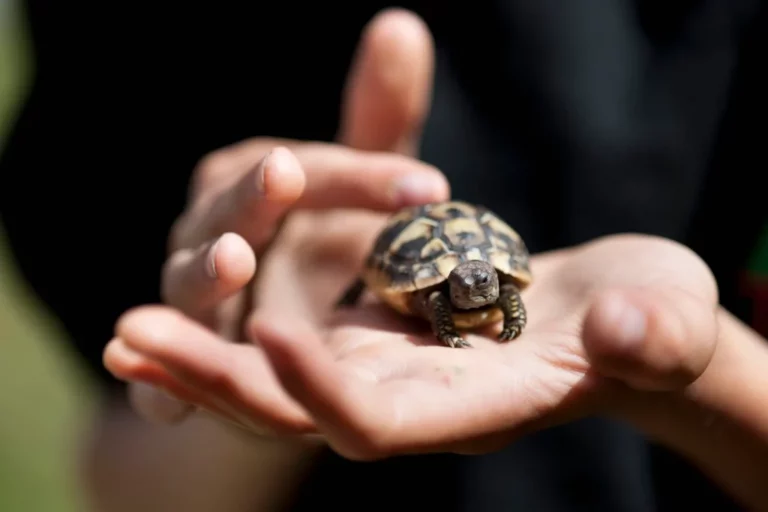 Усыновление черепахи Германа: советы и рекомендации