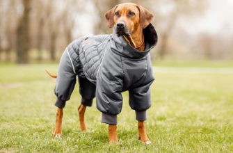 Как защитить собаку от холода