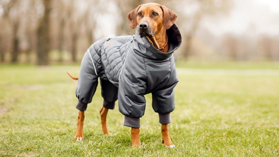 Как защитить собаку от холода