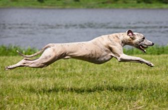 самые быстрые породы собак в мире