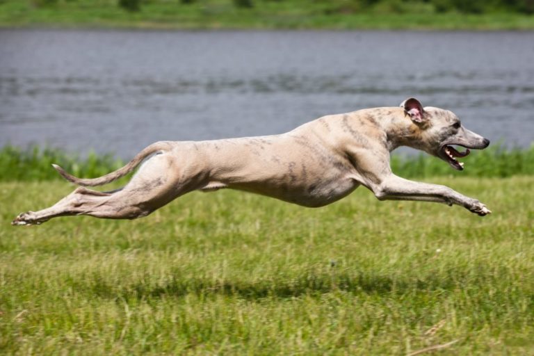 Какие самые быстрые породы собак в мире?