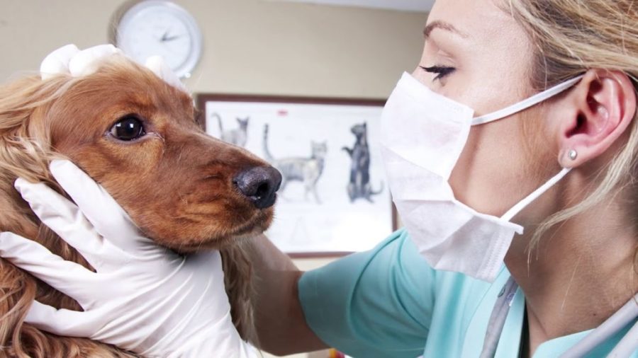 против основные вирусные заболевания у собак