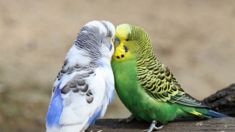 Разведение попугаев: условия, советы и рекомендации