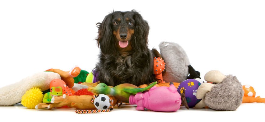 Советы по выбору игрушек для занятий собак и щенков