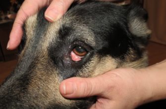 основные заболевания глаз у собак