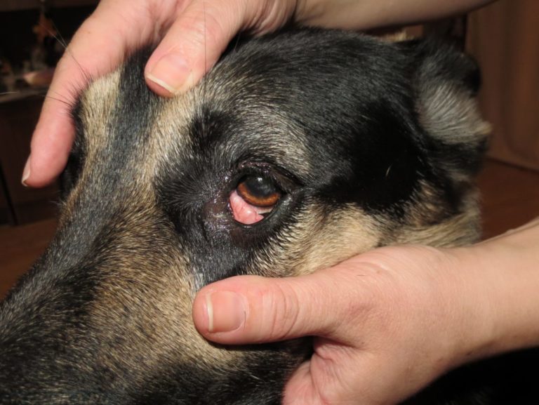 Каковы основные заболевания глаз у собак?