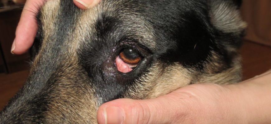 основные заболевания глаз у собак