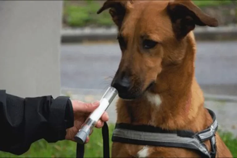 Собака-детектор рака: что это такое на самом деле?